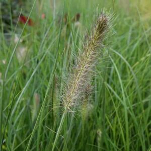 Pennisetum alopecuroides 'Hameln' ---